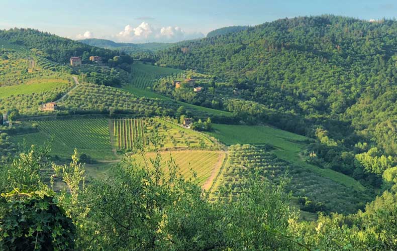 The green forests and vineyards of Chianti