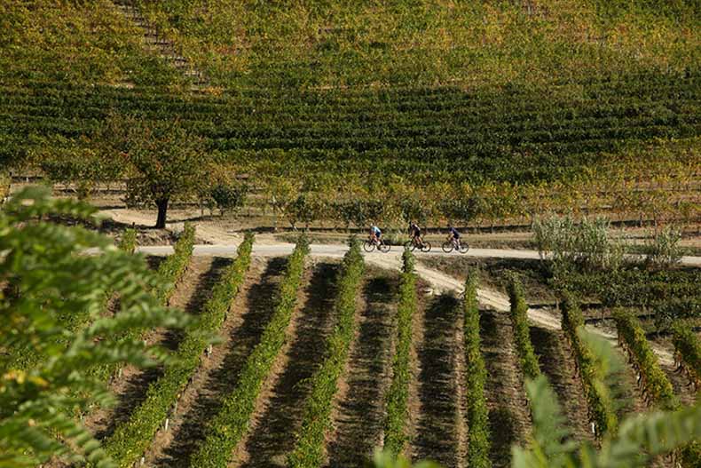 three cyckist ridng through the Italian vineyards while on holidays