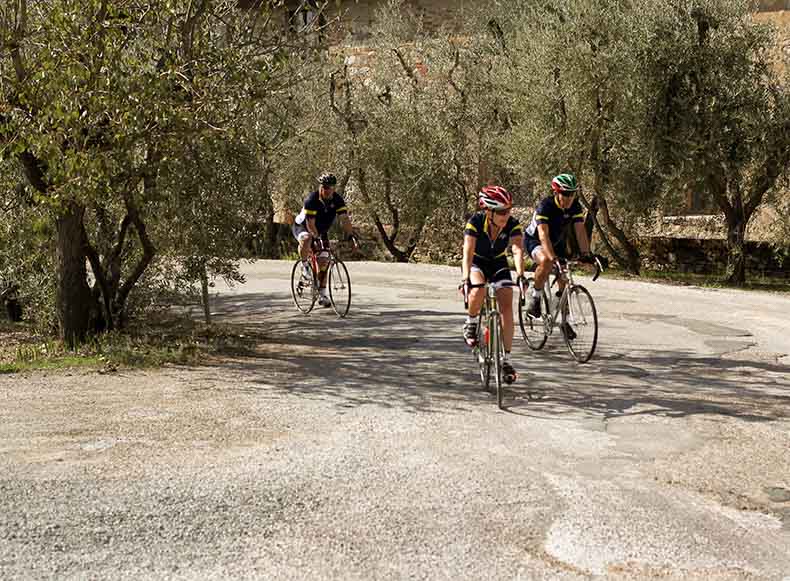 Cyclists riding past olive trees in Tuscany