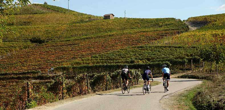 Three cyclists riding through the vineyards of Piemonte