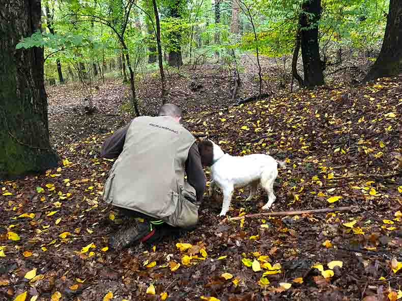 A man and his dog looking for truffles