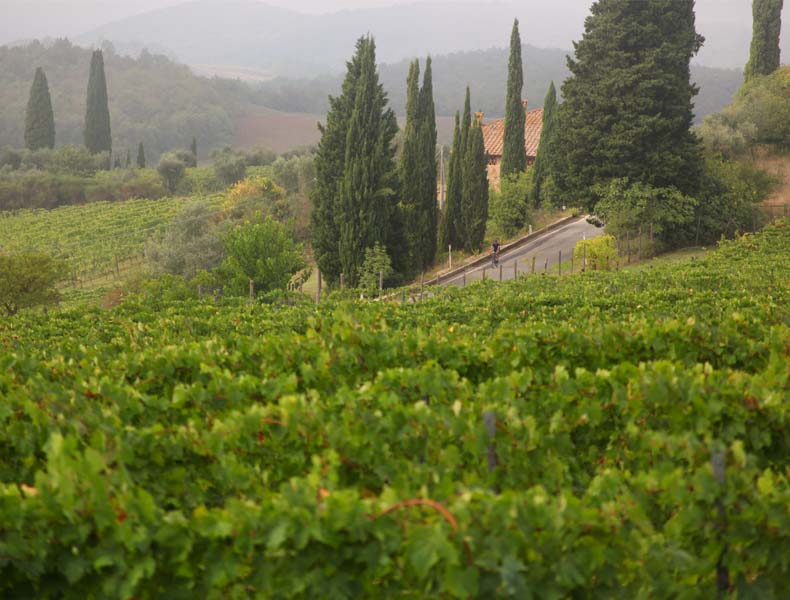 A cyclist riding in the distance through vineyards and cypress pine trees in Tuscany