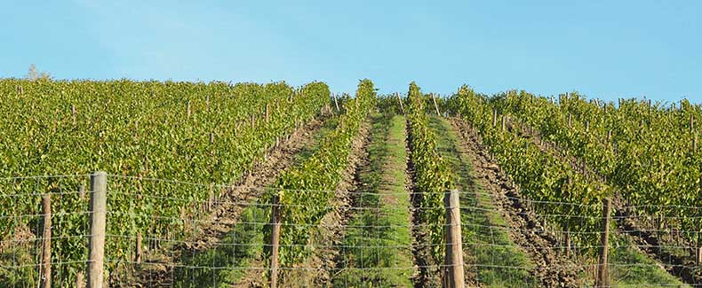 vineyards in Tuscany