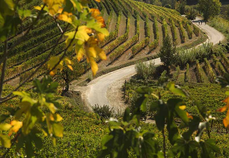 A winding road through the vineyards in Piemonte