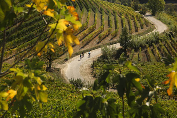 Three cyclists riding through the vineyards of Barbaresco