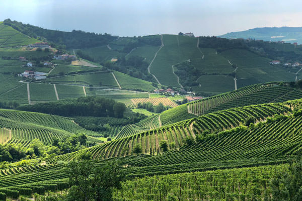 The vine covered hills of le langhe