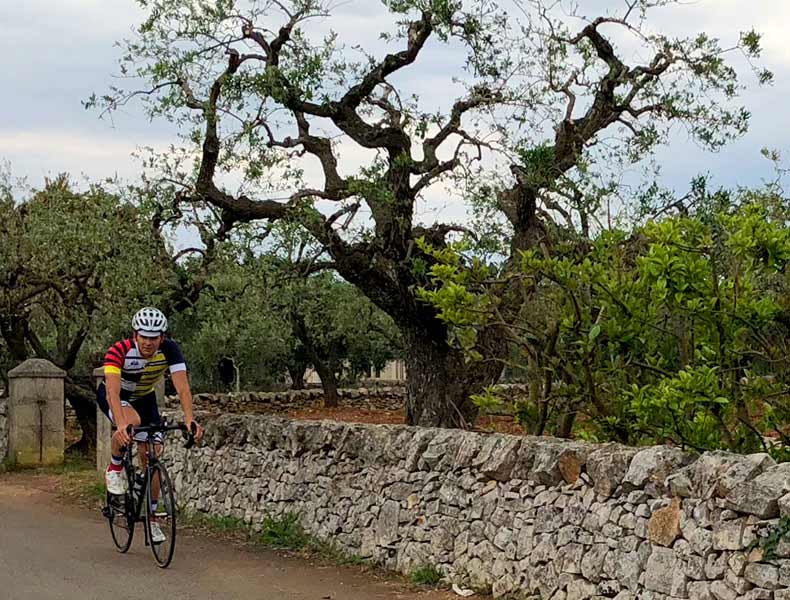 A rider cycling past an old olive tree and stone wall in Puglia